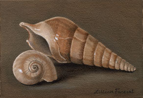 Terebra & Moon Snail