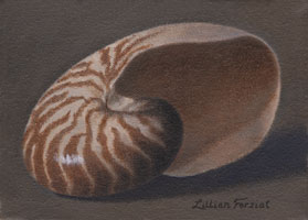 Nautilus