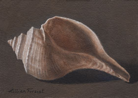 Channelled Whelk