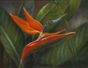 Bird of Paradise