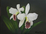 Wedding Orchids