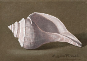Channelled Whelk