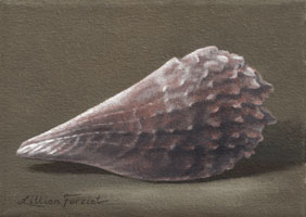 Pen Shell