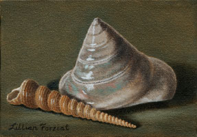 Pearlized Top & Turritella