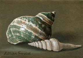 Periwinkle & Nicobar Spindle