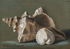 Striped Fox & Heart Cockle
