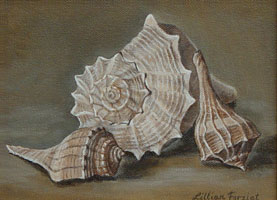 Channel Whelk, Atlantic Whelk & Lightning Whelk