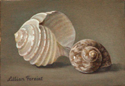 Spotted Tun & Leopard Snail
