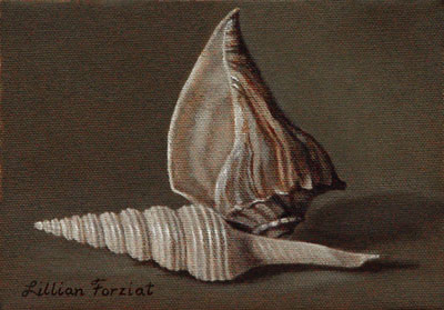 Atlantic Whelk & Nicobar Spindle
