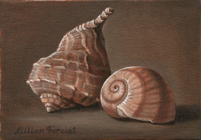 Whelk & Shark's Eye Snail