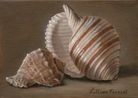 Banded Tun & Whelk