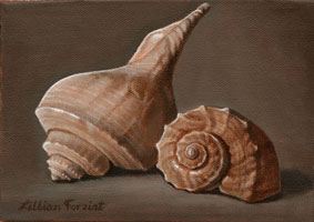 Channel Whelk & Lightning Whelk