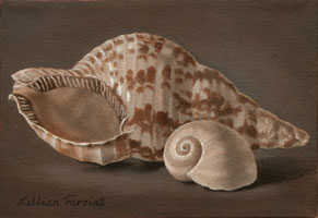 Noble Triton & Moon Snail