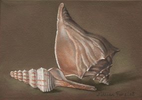 Lightning Whelk & Unicorn Capart