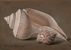 Channel Whelk & Leopard Snail