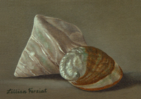Polished Top & Pearlized Red Abalone