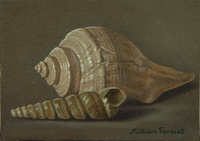 Channel Whelk & Turritella Spindle