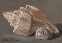 Indian Chank & Moon Snail